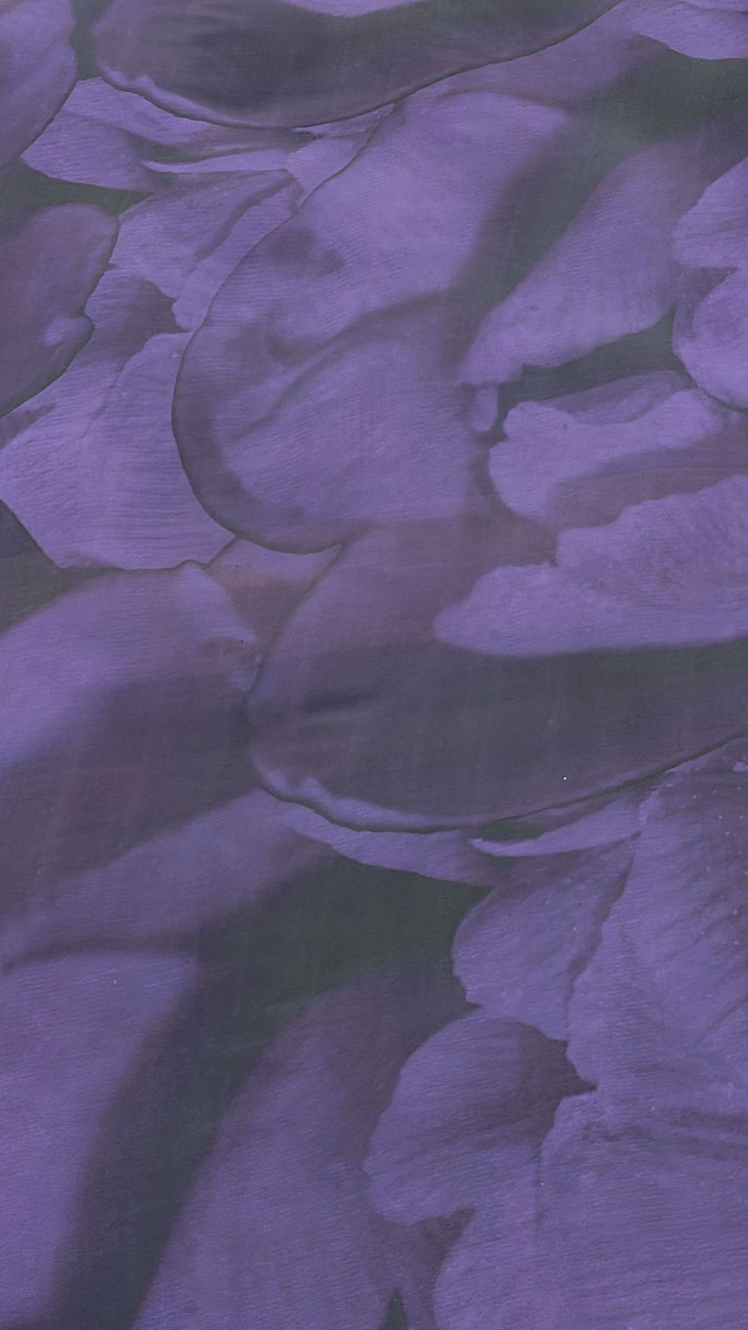 اللون: C-purple 4